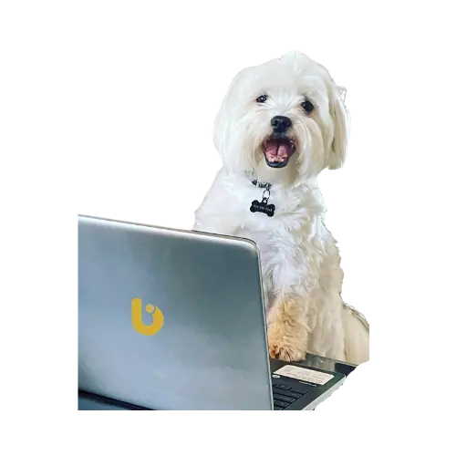 Booboo Accounting - Professional Tax Accountant in Richmond Hill